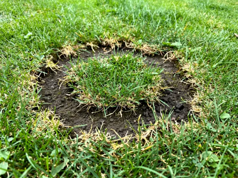 Schwarzbeinigkeit bei Rasen erkennen und effektiv bekämpfen Braune Flecken mit dunklem Ring durch Schwarzbeinigkeit im Rasen erkennen und behandeln